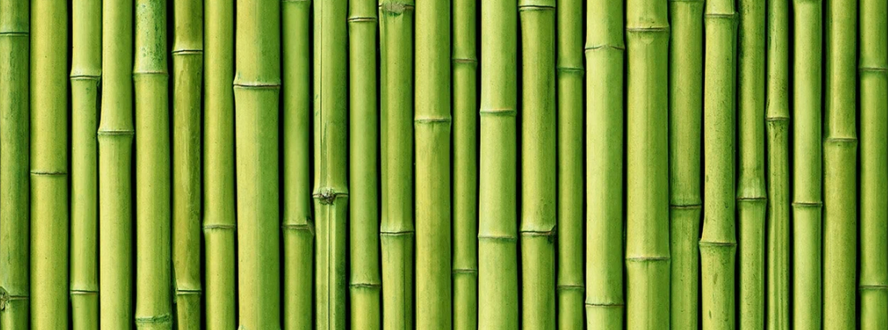 Фото обои бамбук